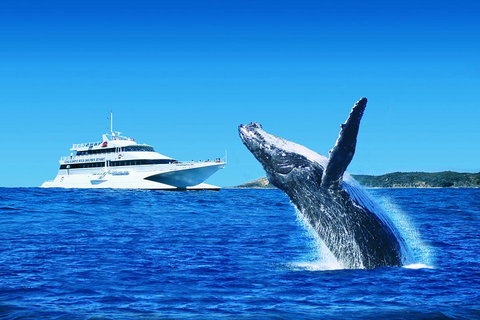 Tangalooma Island Resort Whale Watching Day Cruise With Dolphin Viewing - Accommodation Cooktown 2