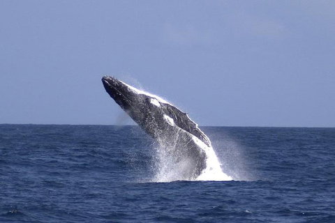 Tangalooma Island Resort Whale Watching Day Cruise With Dolphin Viewing - Accommodation Cooktown 4