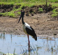 Darwin to Kakadu Day Trip by Air Including Yellow Water Cruise - Accommodation Cooktown