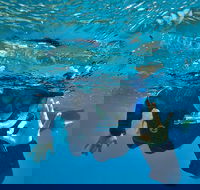 3 Day Whitsundays Sailing and Diving Adventure Kiana - Accommodation Cooktown