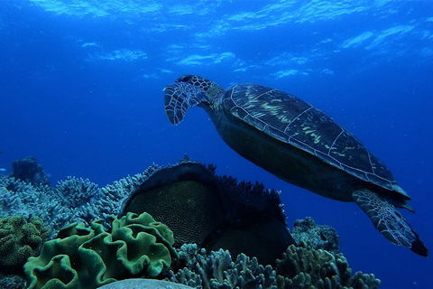 3 Day Whitsundays Sailing And Diving Adventure: Kiana - Accommodation Cooktown 2