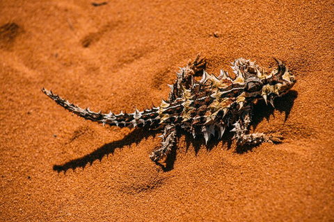 Pinnacles Sunset Dinner And Stargazing Experience A Small Group Tour - Accommodation Cooktown 5