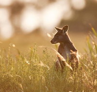 Sunset Blue Mountains Wilderness  Wildlife Tour without the crowds - Accommodation Cooktown