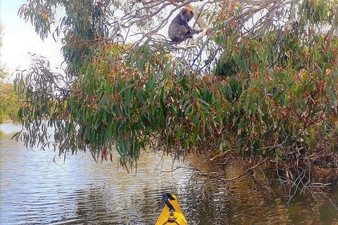 Kangaroo Island Self-Guided Kayaking On The Harriet River - Accommodation Cooktown 4