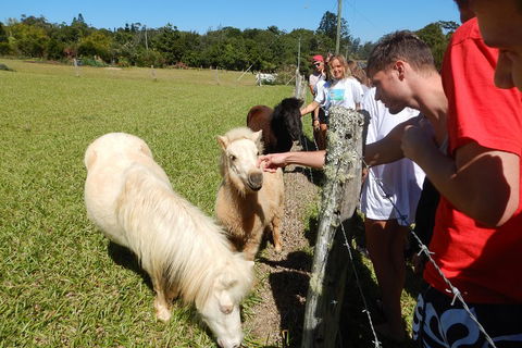 Atherton Tablelands Waterfalls Tour From Cairns - Accommodation Cooktown 4