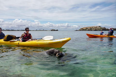 Seal Island And Penguin Island Or Point Peron Sea Kayak Tour - Accommodation Cooktown 0