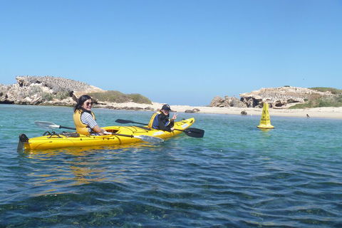 Seal Island And Penguin Island Or Point Peron Sea Kayak Tour - Accommodation Cooktown 3