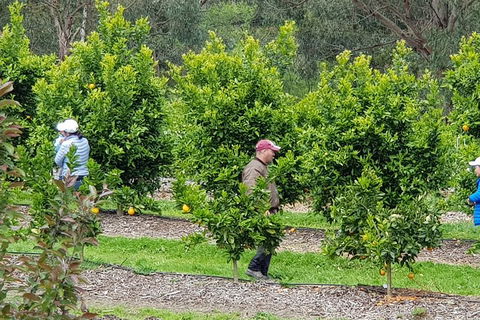 Dandenong Ranges And Rayners Orchard Tour From Melbourne - Accommodation Cooktown 2