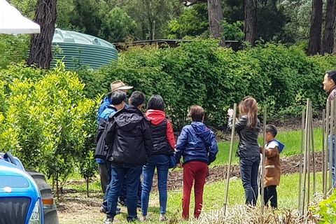 Dandenong Ranges And Rayners Orchard Tour From Melbourne - Accommodation Cooktown 4