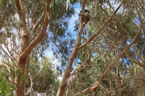Kangaroo Island 4WD Tour - Best Of KI In 2 Days - Accommodation Cooktown 0