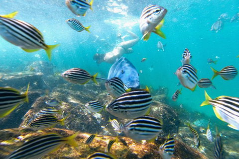 Manly Snorkel Trip And Nature Walk With Local Guide - Accommodation Cooktown 2
