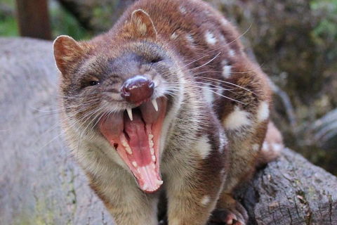 After Dark Tasmanian Devil Feeding Tour At Cradle Mountain - Accommodation Cooktown 0