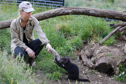 After Dark Tasmanian Devil Feeding Tour At Cradle Mountain - Accommodation Cooktown 1