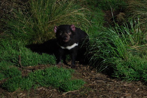 After Dark Tasmanian Devil Feeding Tour At Cradle Mountain - Accommodation Cooktown 4