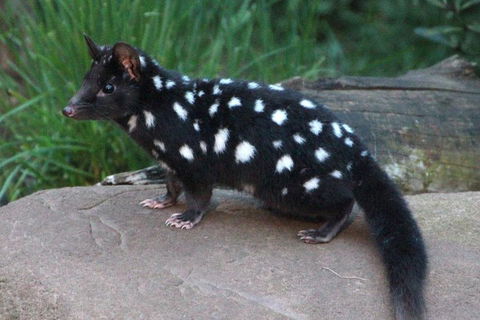 After Dark Tasmanian Devil Feeding Tour At Cradle Mountain - Accommodation Cooktown 5