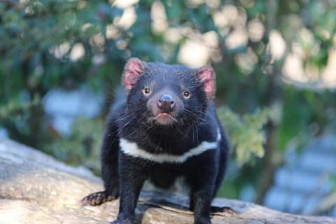 1-Hour Tasmanian Devil Feeding Day Tour At Cradle Mountain - Accommodation Cooktown 1