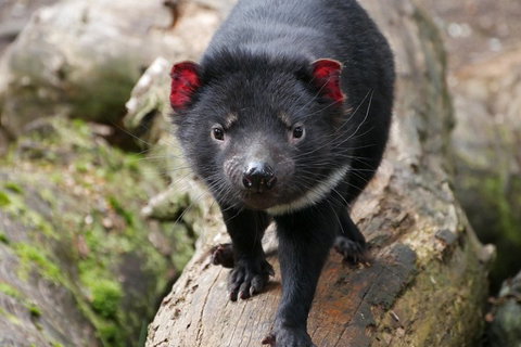 1-Hour Tasmanian Devil Feeding Day Tour At Cradle Mountain - Accommodation Cooktown 4