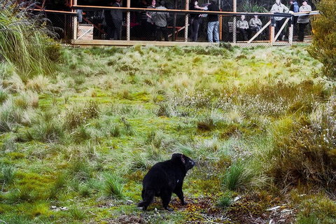 1-Hour Tasmanian Devil Feeding Day Tour At Cradle Mountain - Accommodation Cooktown 5