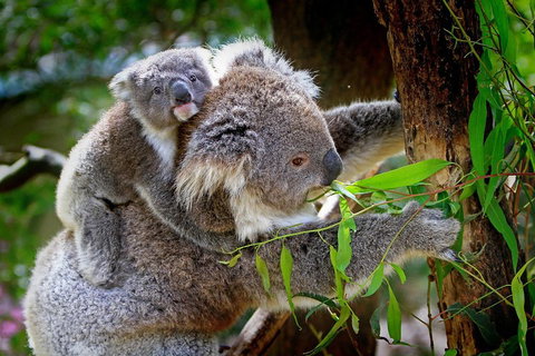 Private Two Day Great Ocean Road Tour - Accommodation Cooktown 2