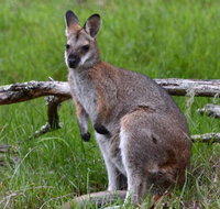 Ultimate Blue Mountains and Wildlife Tour - Accommodation Cooktown