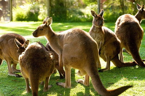 Melbourne City Card (3 Days): Visit Unlimited Attractions! - Accommodation Cooktown 4