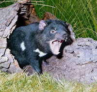 Private Blue Mountains Tour with Kangaroo and Koala Experience - Accommodation Cooktown