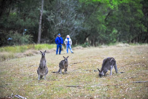 Blue Mountains Private Tour From Sydney - Accommodation Cooktown 2