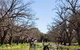 Adelaide 90-Minute Pedicab Tour: Scenic Green & River Experience - thumb 1
