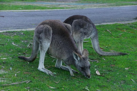Private Grampians Day Tour - Accommodation Cooktown 5