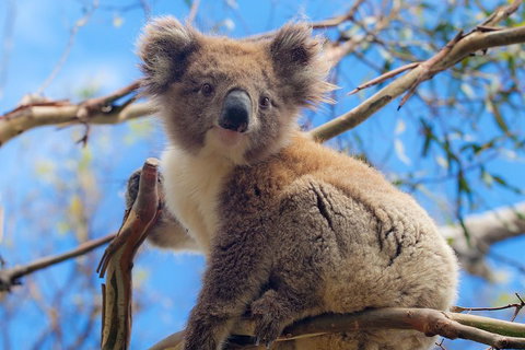 Private Phillip Island Tour - Accommodation Cooktown 2