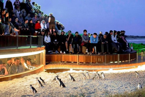 Private Phillip Island Tour - Accommodation Cooktown 3