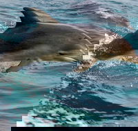 1.5HR Mudjimba Island Wildlife Safari - Accommodation Cooktown