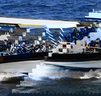 Mooloolaba Whale Watching Tour - Accommodation Cooktown