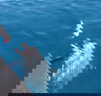 Noosa Wild Dolphin Safari - Accommodation Cooktown