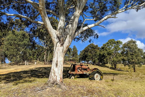 Blue Mountains Private Tour - Wild Kangaroos, Waterfalls And The Three Sisters - Accommodation Cooktown 1