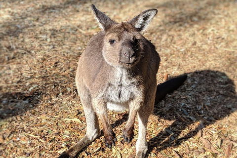 Blue Mountains Private Tour - Wild Kangaroos, Waterfalls And The Three Sisters - Accommodation Cooktown 2