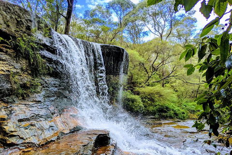 Blue Mountains Private Tour - Wild Kangaroos, Waterfalls And The Three Sisters - Accommodation Cooktown 5