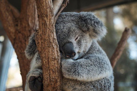 Sydney Taronga Zoo General Entry Ticket - Accommodation Cooktown 3