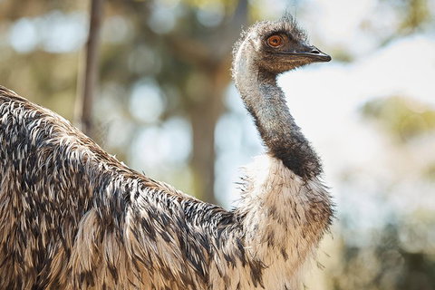 Sydney Taronga Zoo General Entry Ticket - Accommodation Cooktown 4