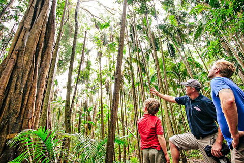 Natural Bridge & Springbrook Waterfalls Tour + Hot Air Balloon With Breakfast - Accommodation Cooktown 5