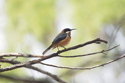 Private Blue Mountains Insider Tour From Sydney - Accommodation Cooktown 2