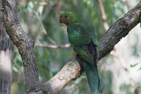 Private Blue Mountains Insider Tour From Sydney - Accommodation Cooktown 5