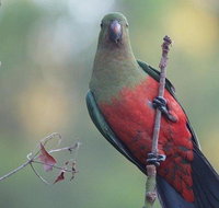 Inside the Greater Blue Mountains World Heritage - A Wildlife Safari Overnight - Accommodation Cooktown