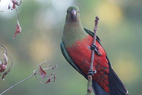 Inside The Greater Blue Mountains World Heritage - A Wildlife Safari Overnight - Accommodation Cooktown 0