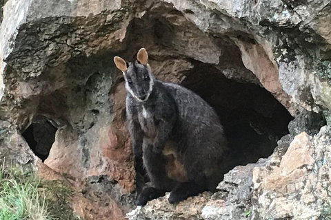 Inside The Greater Blue Mountains World Heritage - A Wildlife Safari Overnight - Accommodation Cooktown 1