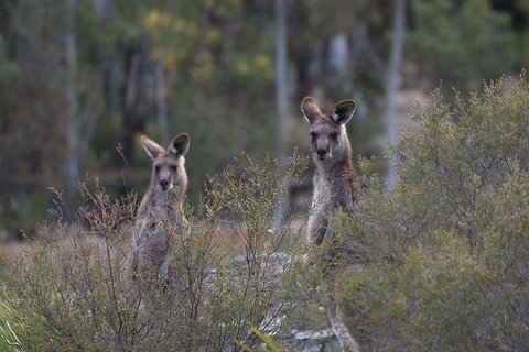 Inside The Greater Blue Mountains World Heritage - A Wildlife Safari Overnight - Accommodation Cooktown 2