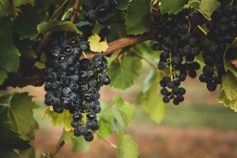 Hideaway Private Tours Hunter Valley- Indulgence Wine Tour (Full Day) - Accommodation Cooktown 3