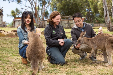 Bonorong Wildlife Park And Richmond Afternoon Tour From Hobart - Accommodation Cooktown 1