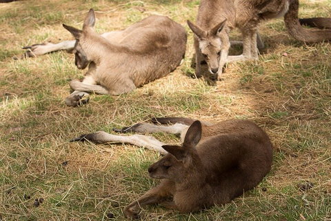 Bonorong Wildlife Park And Richmond Afternoon Tour From Hobart - Accommodation Cooktown 3