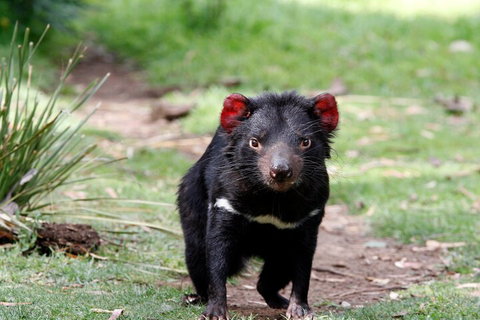 Bonorong Wildlife Park And Richmond Afternoon Tour From Hobart - Accommodation Cooktown 4